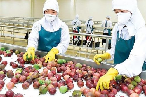 Đề nghị Quảng Tây (Trung Quốc) mở cửa thị trường cho nông sản chất lượng cao của Việt Nam
