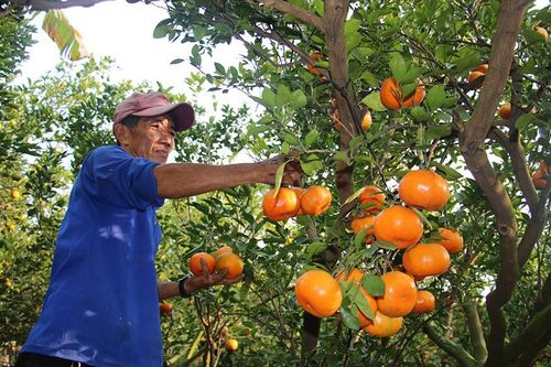 Phát huy giá trị trong chuỗi ngành hàng chủ lực