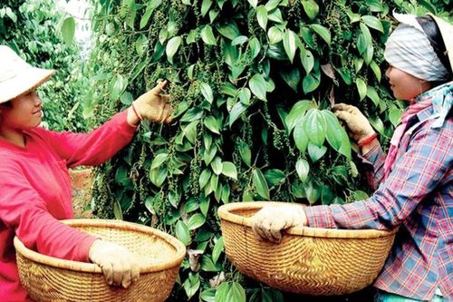 Giá hồ tiêu tăng cao và duy trì ổn định: Cơ hội phát triển sản xuất bền vững