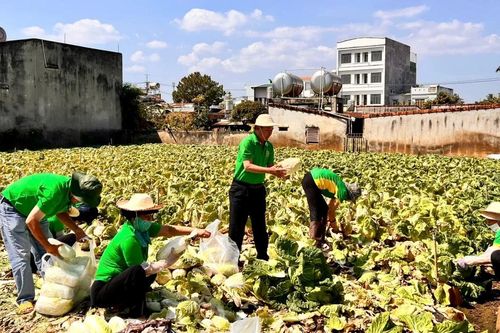 Hội Nông dân phường Thống Nhất chung tay giải cứu rau sạch cho bà con nông dân