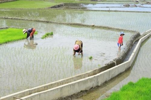 Đánh thức vẻ đẹp hoang sơ đồng lúa Mê Ka