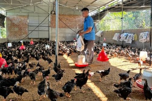 Nuôi gà tuần hoàn bằng sâu canxi