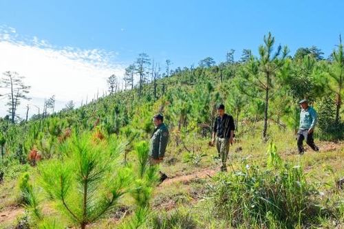 Bước tiến mới trong công tác bảo vệ và phát triển rừng