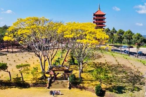 Chiêm ngắm phật y chốn thiền môn...