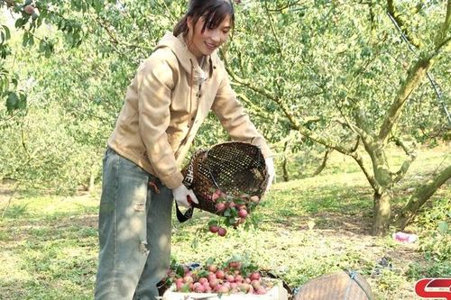 Phiêng Khoài thu hoạch vụ mận sớm