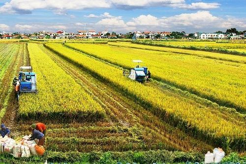 Xóa mọi rào cản về chính sách, thủ tục đất đai cho nông nghiệp, nông thôn