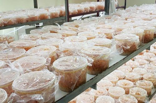 Ứng dụng khoa học và công nghệ trong nuôi cấy nấm đông trùng hạ thảo