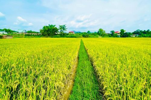 Hòa An phát triển giống lúa chất lượng cao Japonica