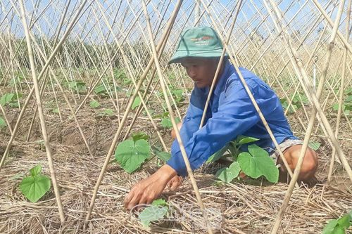Thi đua sản xuất từ đầu năm