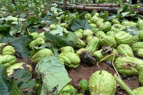 Su su rớt giá thảm hại còn 300 đồng/kg, nông dân lấy làm phân bón ruộng