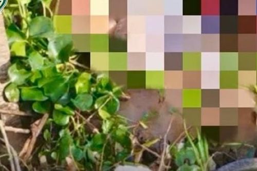 Án mạng kinh hoàng, người giao thịt heo bị sát hại dã man rồi dìm xuống sông ở An Giang