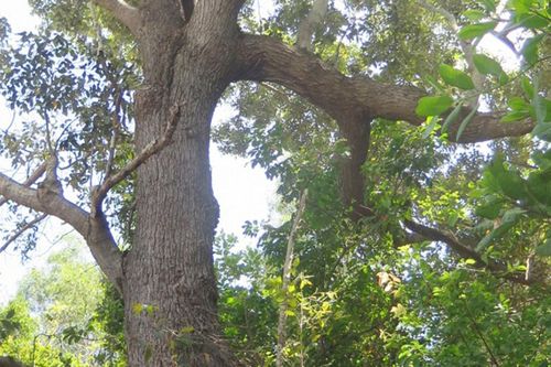 Loài cây quý hiếm nhất thế giới, cứng như sắt, chỉ có ở Việt Nam