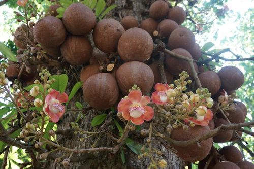 Kỳ lạ, loài cây có thể phát nổ như 'bom'