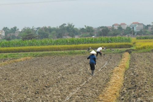 Hà Nội tăng cường quản lý vật tư nông nghiệp