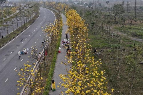 Hoa phong linh nở vàng rực rỡ, thu hút nhiều người chiêm ngưỡng