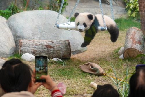 Hong Kong muốn gấu trúc mới nuôi nổi như Moo Deng ở Thái Lan