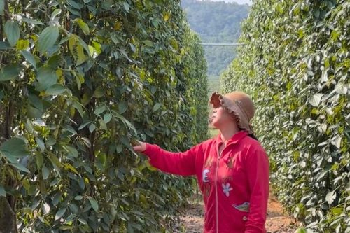 Giá tiêu hôm nay 21/2/2025: nhân tố bí ẩn chưa xuất hiện, xuất khẩu cầm chừng