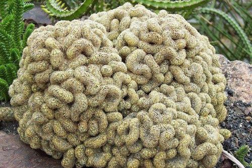 Tận mục loài cây có hình thù hệt bộ não người, dân chơi cực chuộng