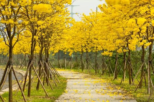 Phố Hà Nội đẹp ngỡ ngàng mùa phong linh nở