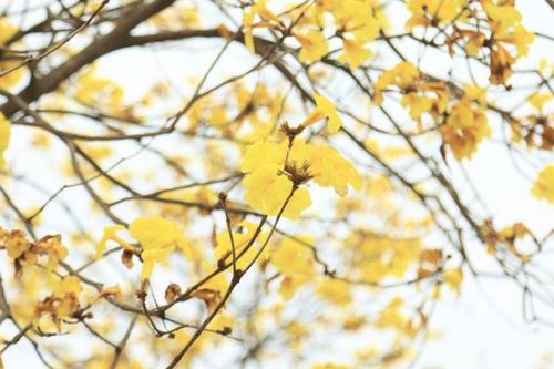Rực rỡ sắc vàng hoa phong linh dưới tiết trời xuân ở Hà Nội