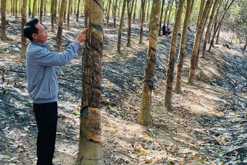 Gia Lai: Hơn 700 cây cao su và điều của một hộ dân bị đốt cháy