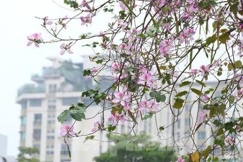 Ngỡ ngàng sắc hoa ban nở sớm giữa lòng Hà Nội