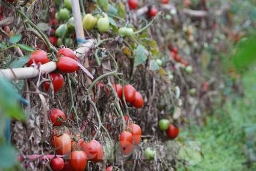 Hàng chục tấn cà chua chín đầy vườn không người mua