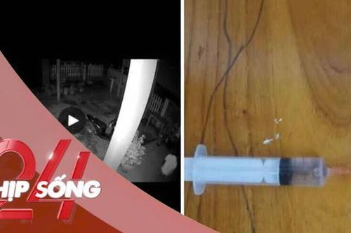 NHỊP SỐNG 24: Xác minh thông tin 'một kẻ nằm gầm giường, chích kim tiêm vào trẻ em lúc đêm ở Quảng Trị'