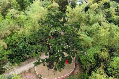 Cây rỏi mật hơn 500 tuổi được công nhận 'Cây di sản Việt Nam'