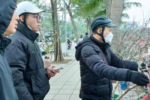 Cành lê rừng Tây Bắc giá chục triệu thu hút người dân Hà Nội