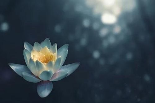 Vườn Thiền