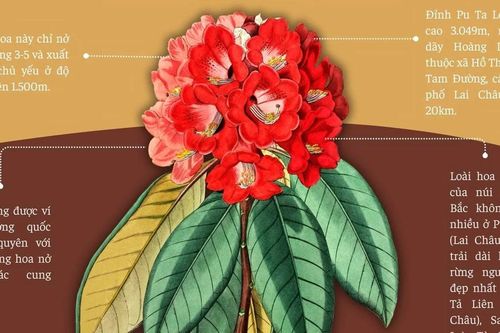 Du Xuân tháng Hai: Gợi ý một số địa điểm ngắm hoa