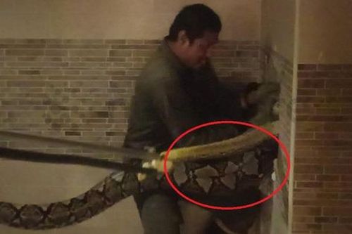 Người đàn ông tay không bắt sống 'quái thú' dài 6m ẩn nấp trong nhà vệ sinh
