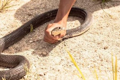 Người bắt rắn kinh ngạc trước những gì nhìn thấy khi được gọi đến làm nhiệm vụ