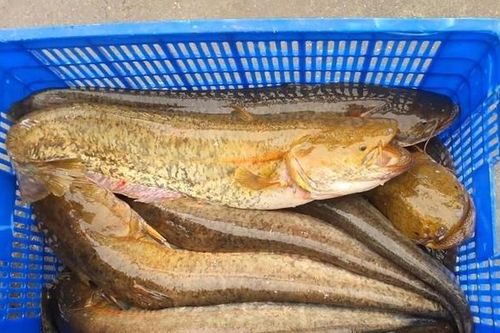 Loại cá có tên 'nghe kỳ cục' nay thành đặc sản, 3 đôi râu trên miệng dễ nhầm cá trê