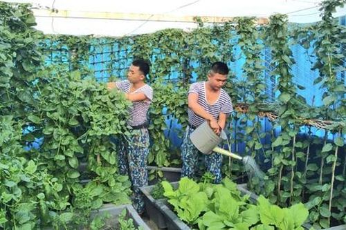 Chung tay 'Xanh hóa Trường Sa'