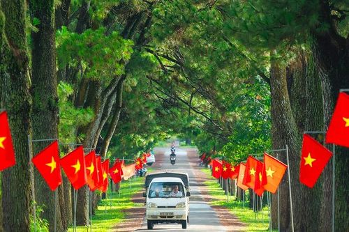 Hàng thông trăm tuổi: Thanh âm một đời cây