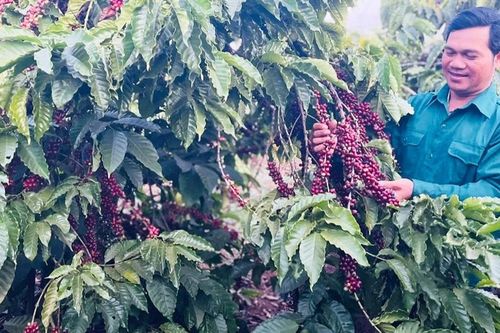 Chư Păh đẩy mạnh sản xuất nông nghiệp theo tiêu chuẩn