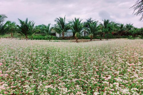 Hoa tam giác mạch ở nông trại Moshav