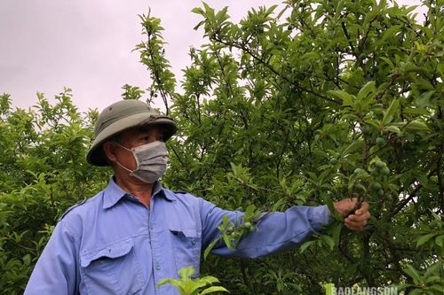 Bảo tồn và phát triển nguồn gen mận cơm, giúp nhà nông tăng thu nhập