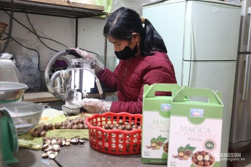 Hợp tác xã dịch vụ vận tải Ba Sơn: Hiệu quả từ trồng và chế biến hạt mắc ca
