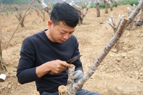 Nông dân tất bật chăm sóc đào cảnh sau tết