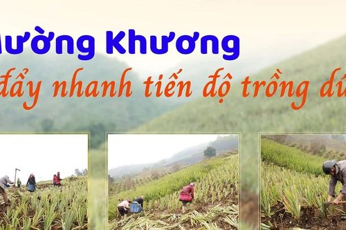 Mường Khương đẩy nhanh tiến độ trồng dứa