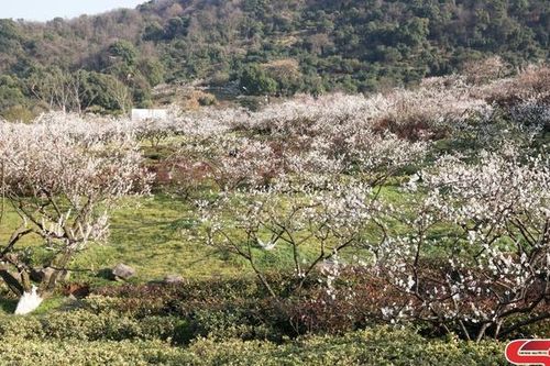 Giấc xuân dịu dàng