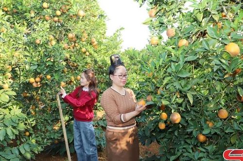 Chiềng Ban chuyển dịch cơ cấu cây trồng
