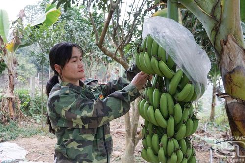 Trồng chuối thu tiền tỷ