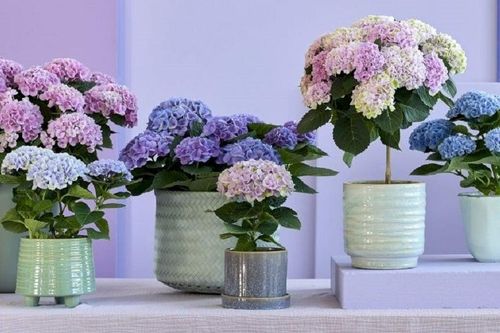 Loại hoa được ví là biểu tượng tình yêu, thường được cắm trong nhà nhưng cực độc