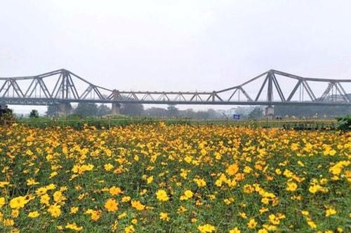 Cựu chiến binh quận Ba Đình trồng hơn 3.000 khóm hoa tại 'Bến hoa Phúc Xá'