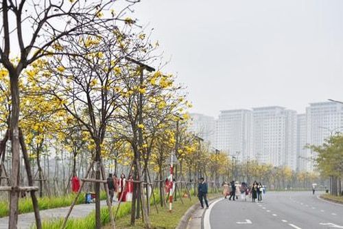 Hà Nội: Đường hoa phong linh vàng rực - điểm check-in thú vị