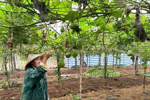Nông dân Nghệ An như 'ngồi trên đống lửa' vì nông sản rớt giá